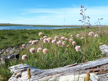 20180727_geldingahnappur og reki